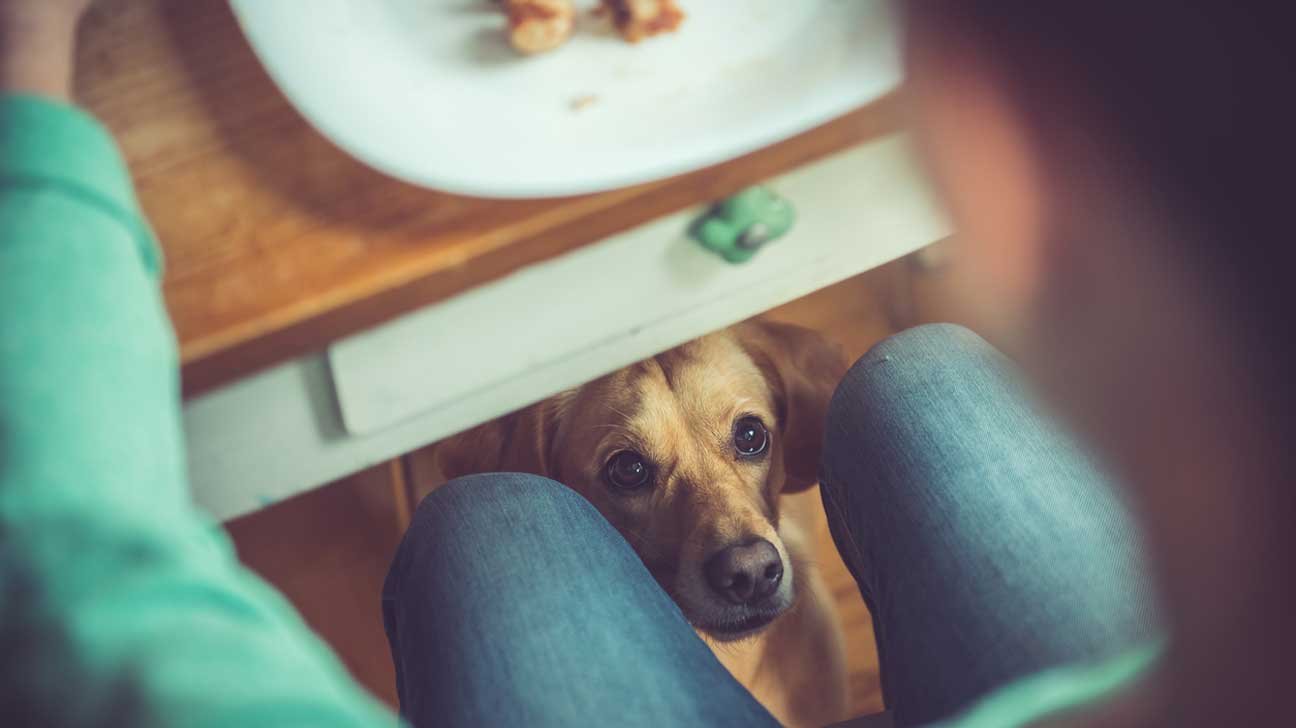 อาหารที่ "ต้องห้ามให้" สุนัขที่คุณรัก